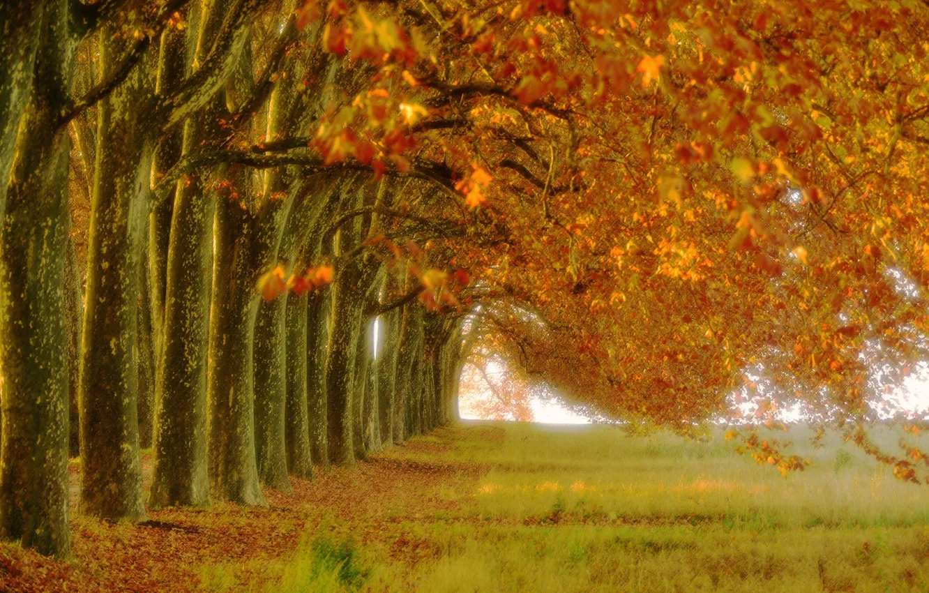 Photo wallpaper autumn, trees, nature