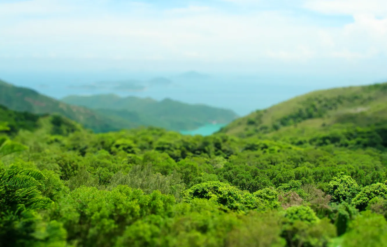 Photo wallpaper forest, the sky, trees, landscape, photo, foliage, focus