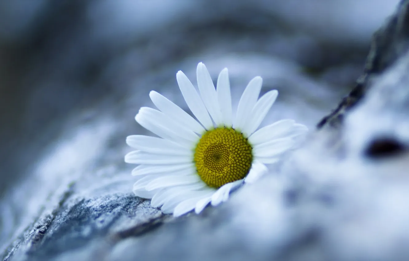Photo wallpaper flower, nature, marguerite