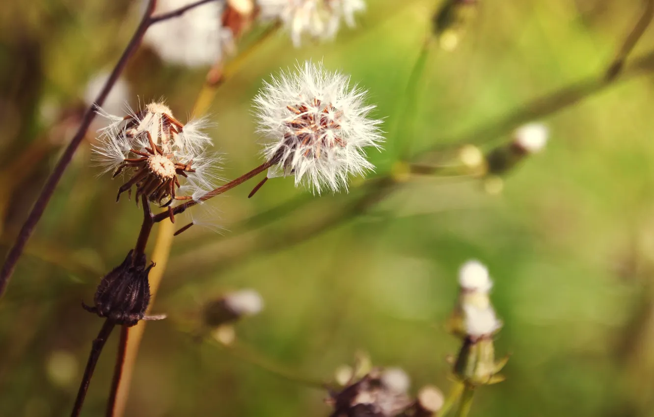 Photo wallpaper pussy, Oduvanchik, Slipping away