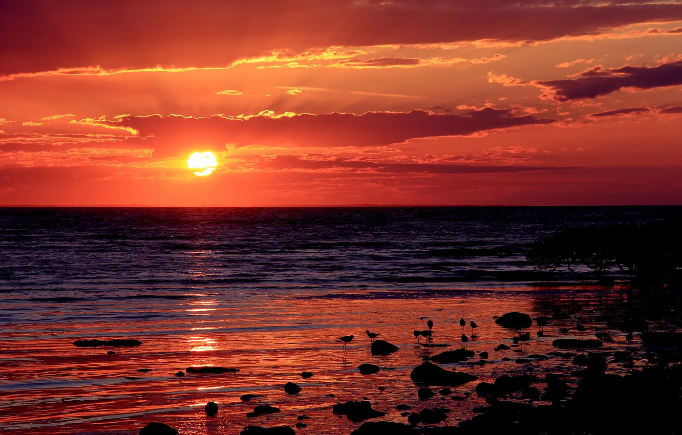 Photo wallpaper sea, beach, the sun, sunset, birds, red