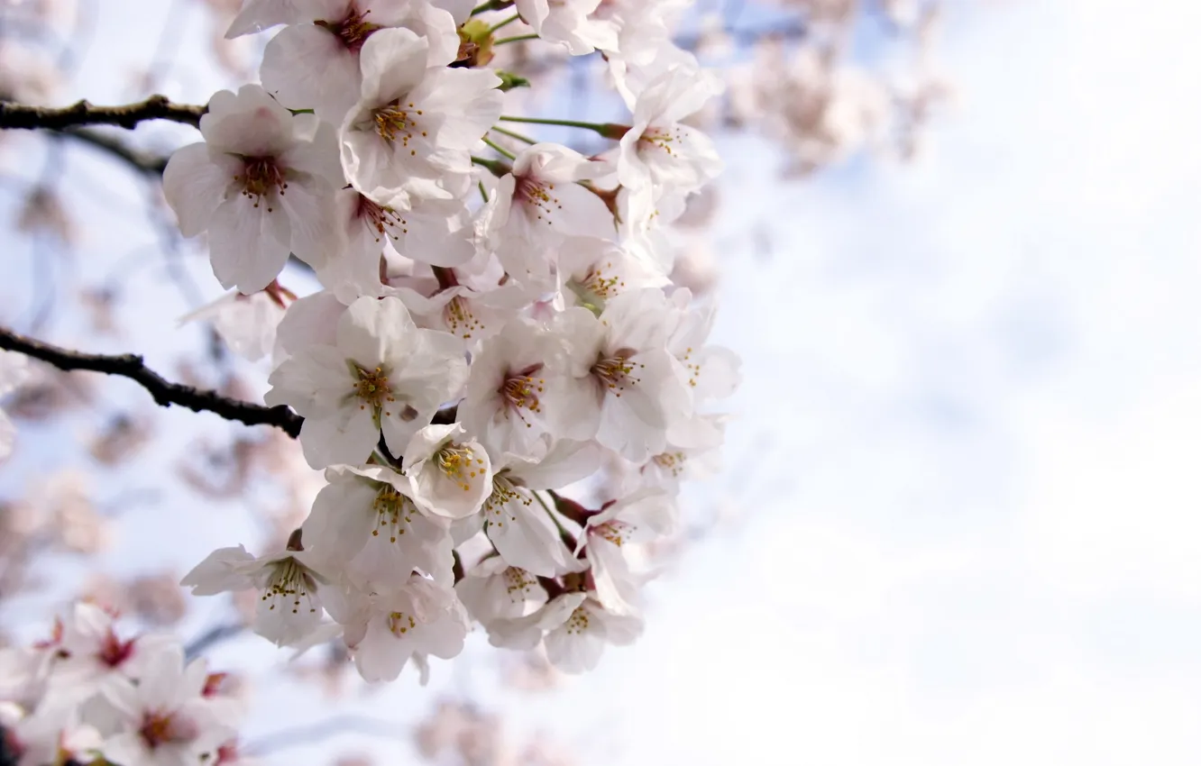 Photo wallpaper nature, spring, garden