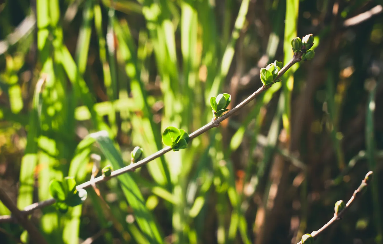 Photo wallpaper greens, leaves, branches, leaves