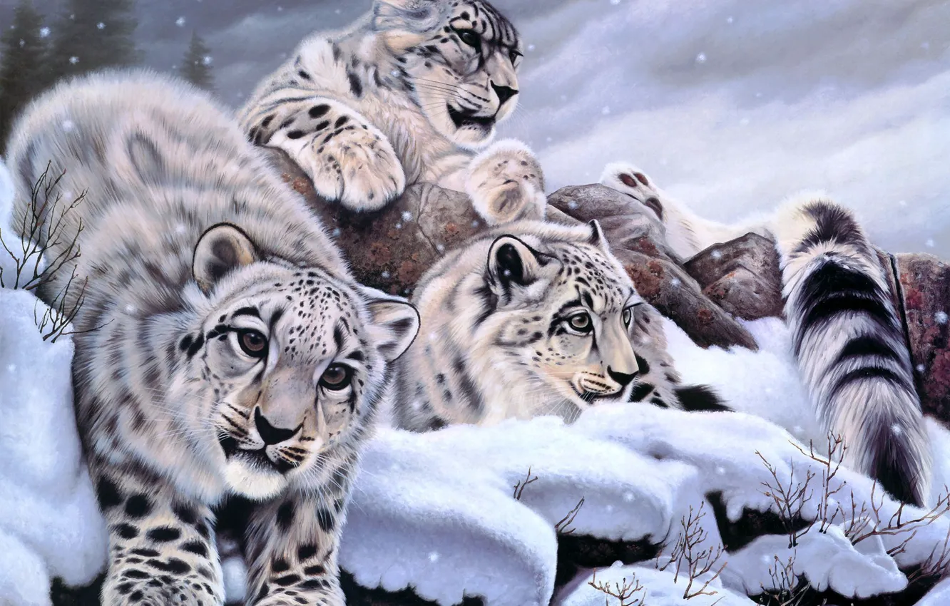 Photo wallpaper winter, snow, art, IRBIS, snow leopard, Daniel Renn Pierce
