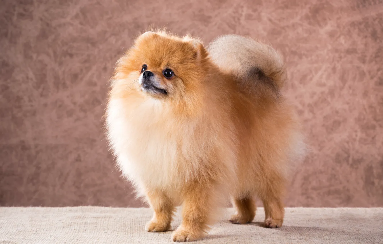 Photo wallpaper look, dog, fluffy, muzzle, dogs, Spitz