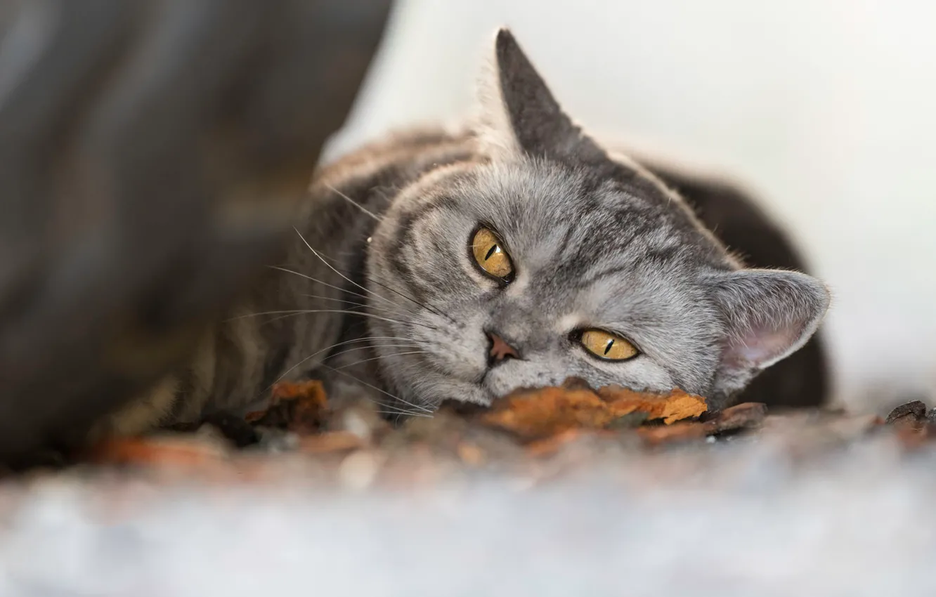 Photo wallpaper cat, cat, look, face, pose, stones, grey, portrait