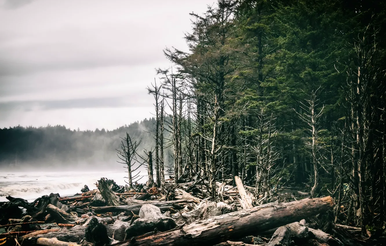 Photo wallpaper forest, fog, shore