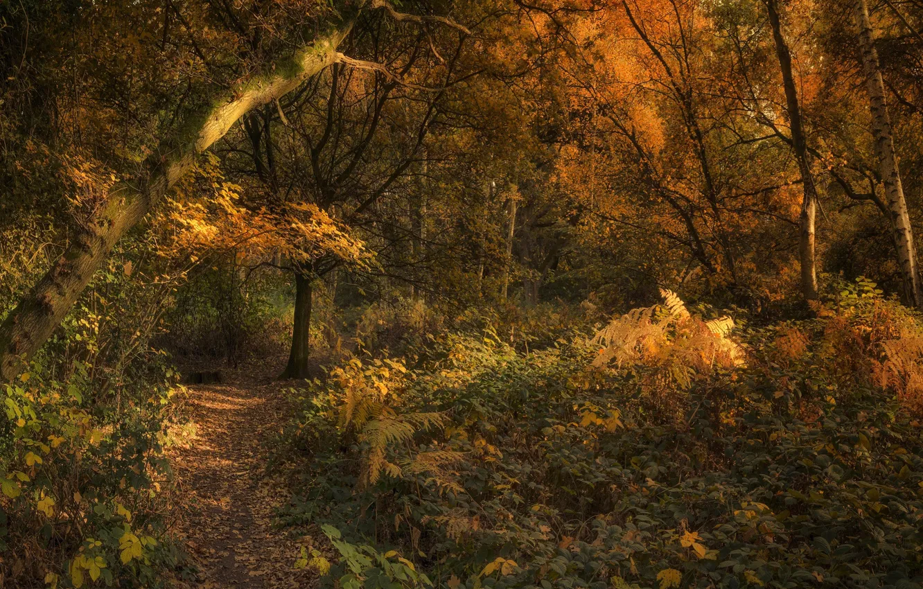 Photo wallpaper autumn, forest, trees, trail