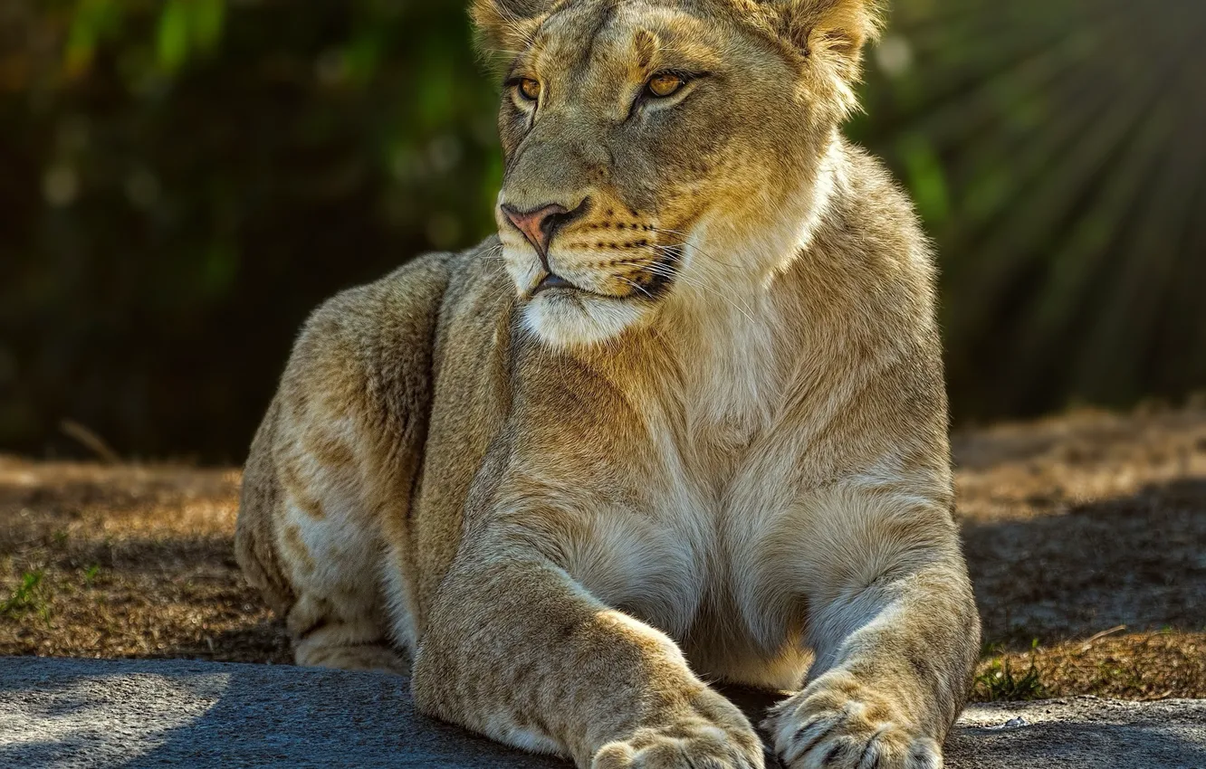 Photo wallpaper light, predator, lies, lioness, wild cat
