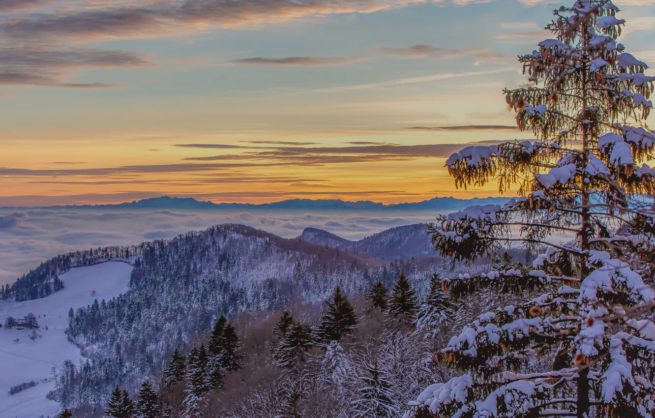Photo wallpaper winter, the sky, clouds, snow, trees, mountains, fog, spruce