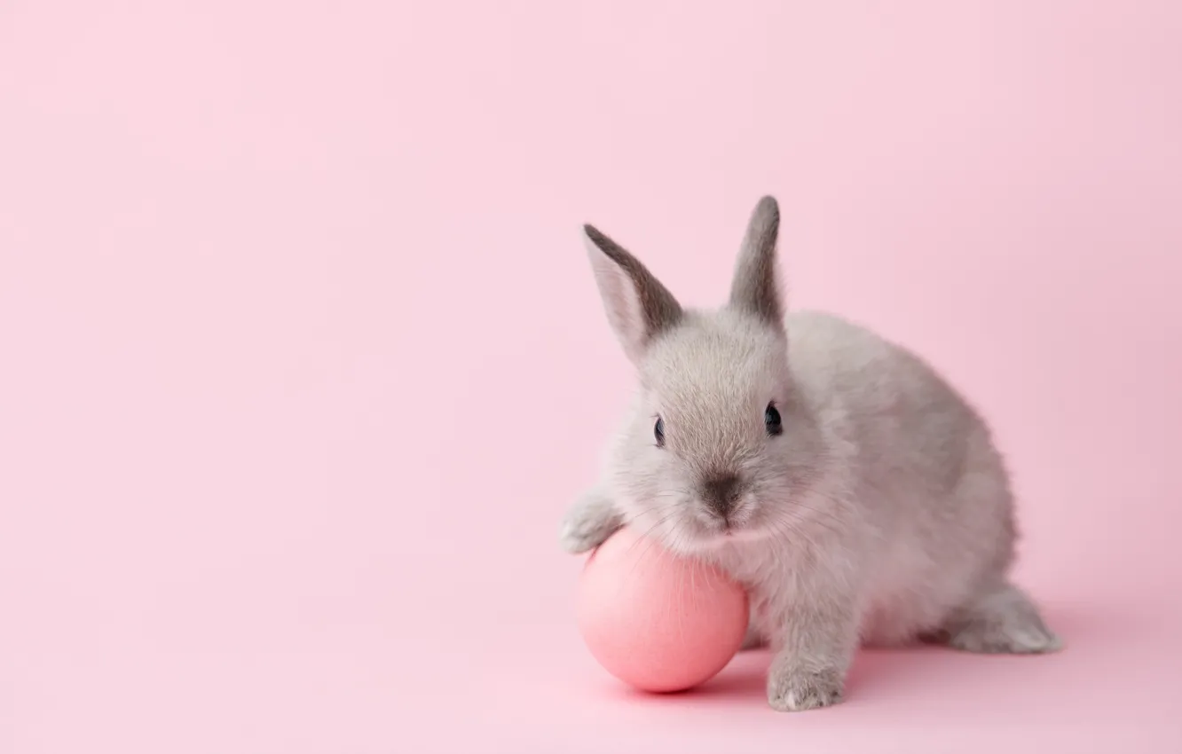 Photo wallpaper pose, grey, holiday, egg, spring, rabbit, pink, Easter