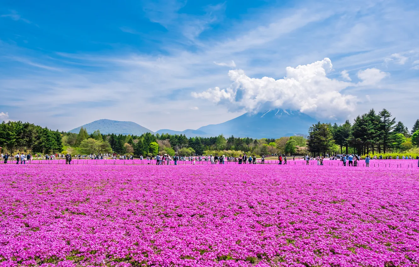 Photo wallpaper field, flowers, Asia, meadow, pink