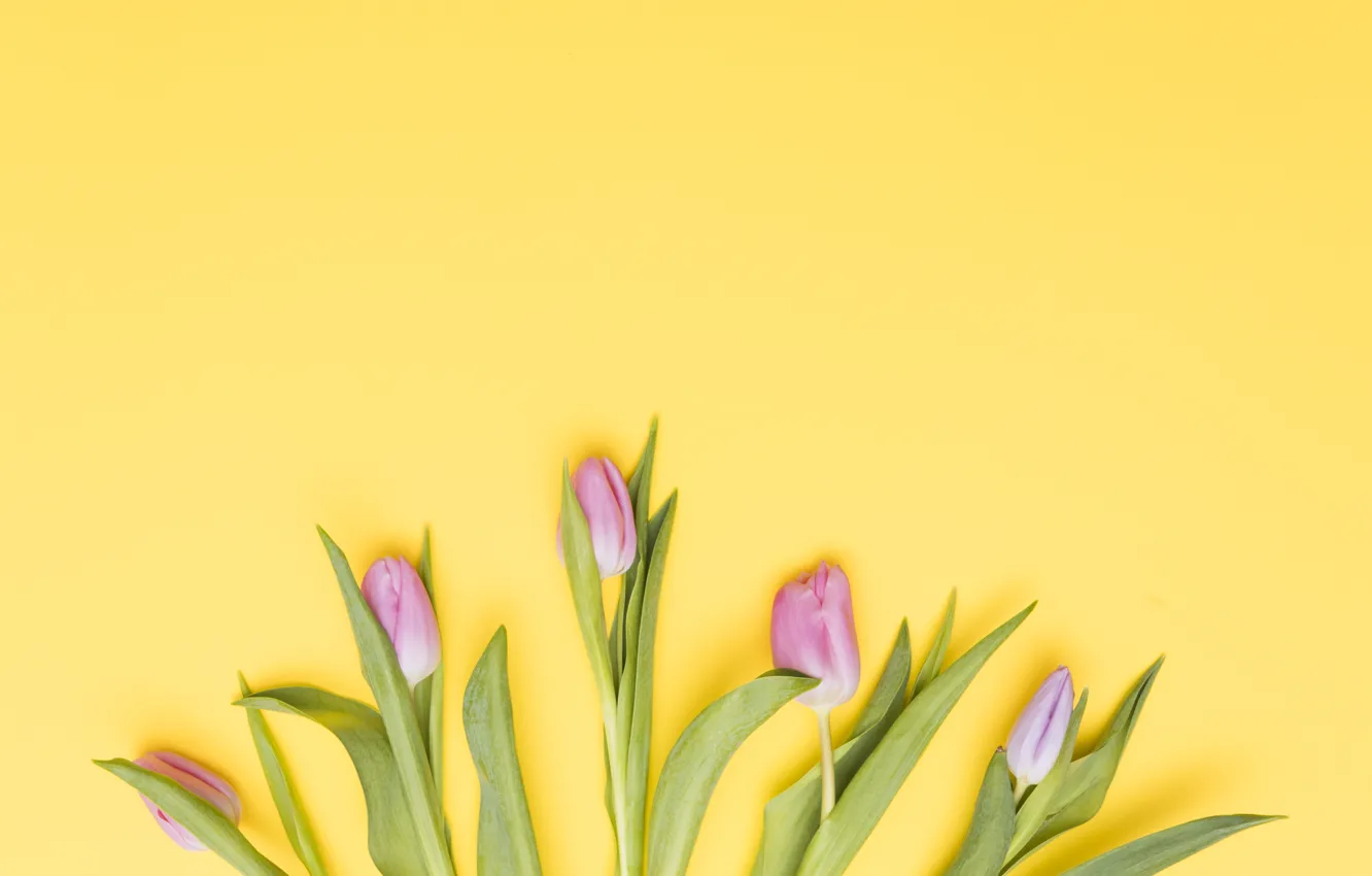 Photo wallpaper flowers, tulips, pink, fresh, pink, flowers, tulips, spring