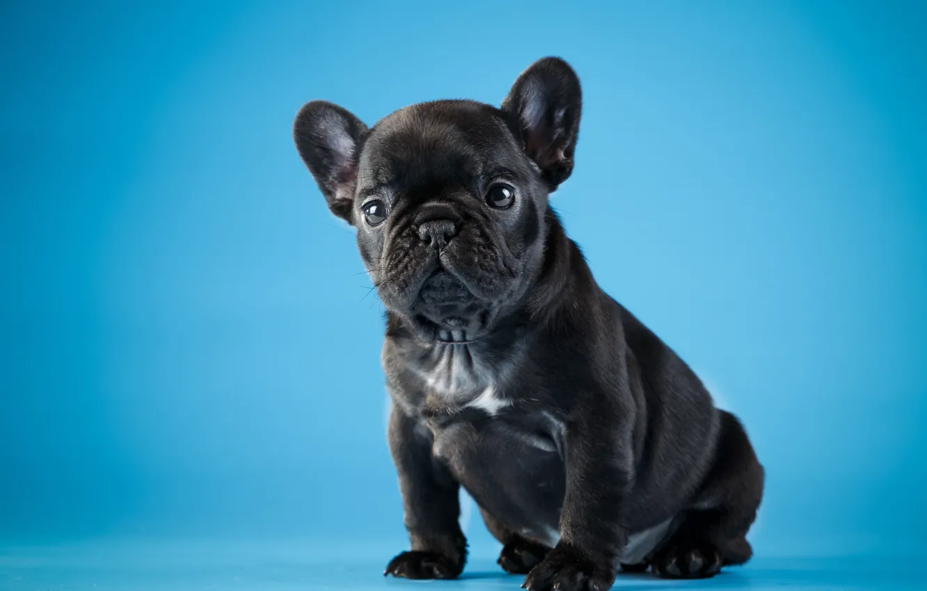Photo wallpaper black, cute, puppy, French bulldog