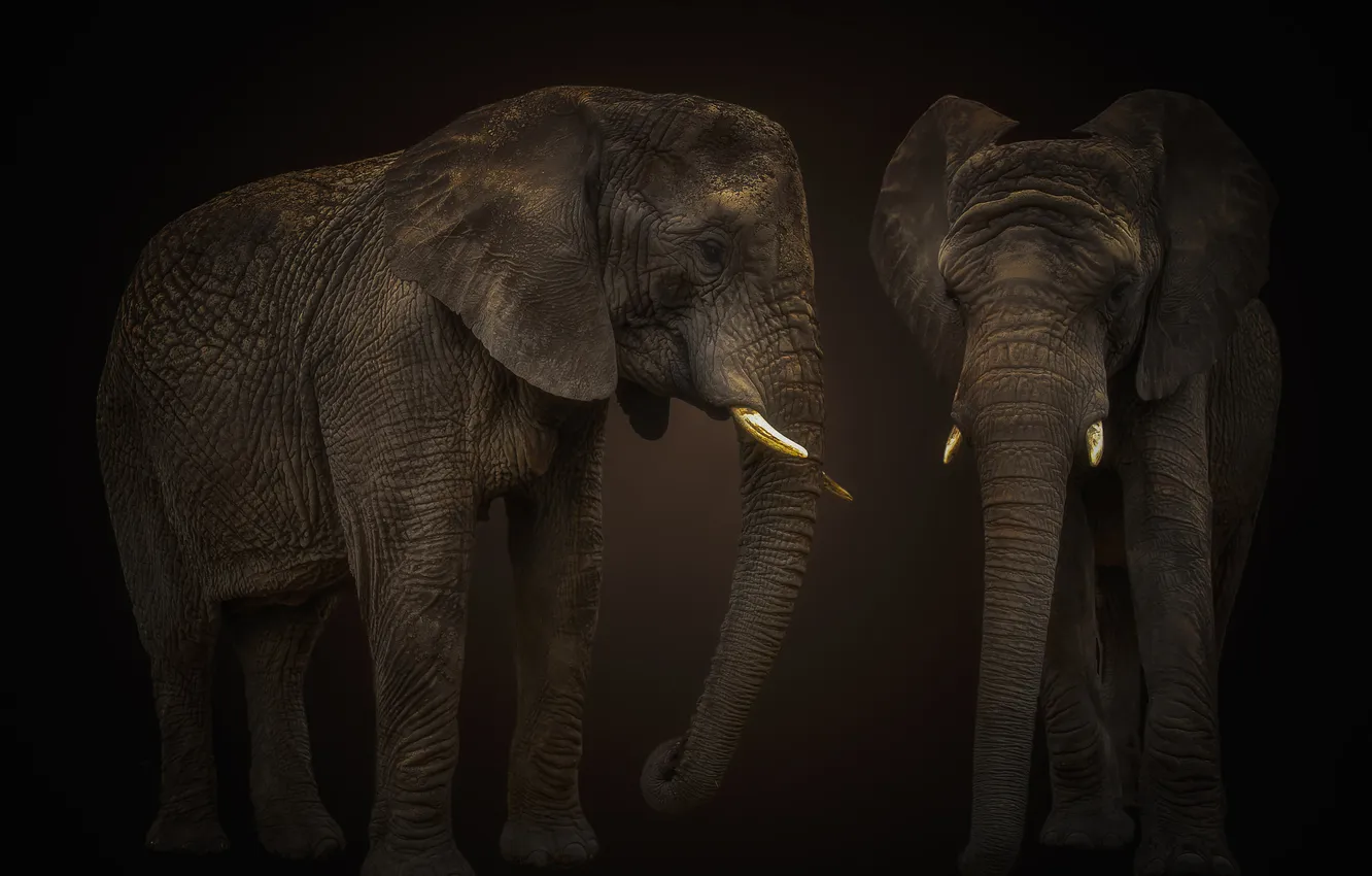 Photo wallpaper the dark background, elephant, pair, two elephants