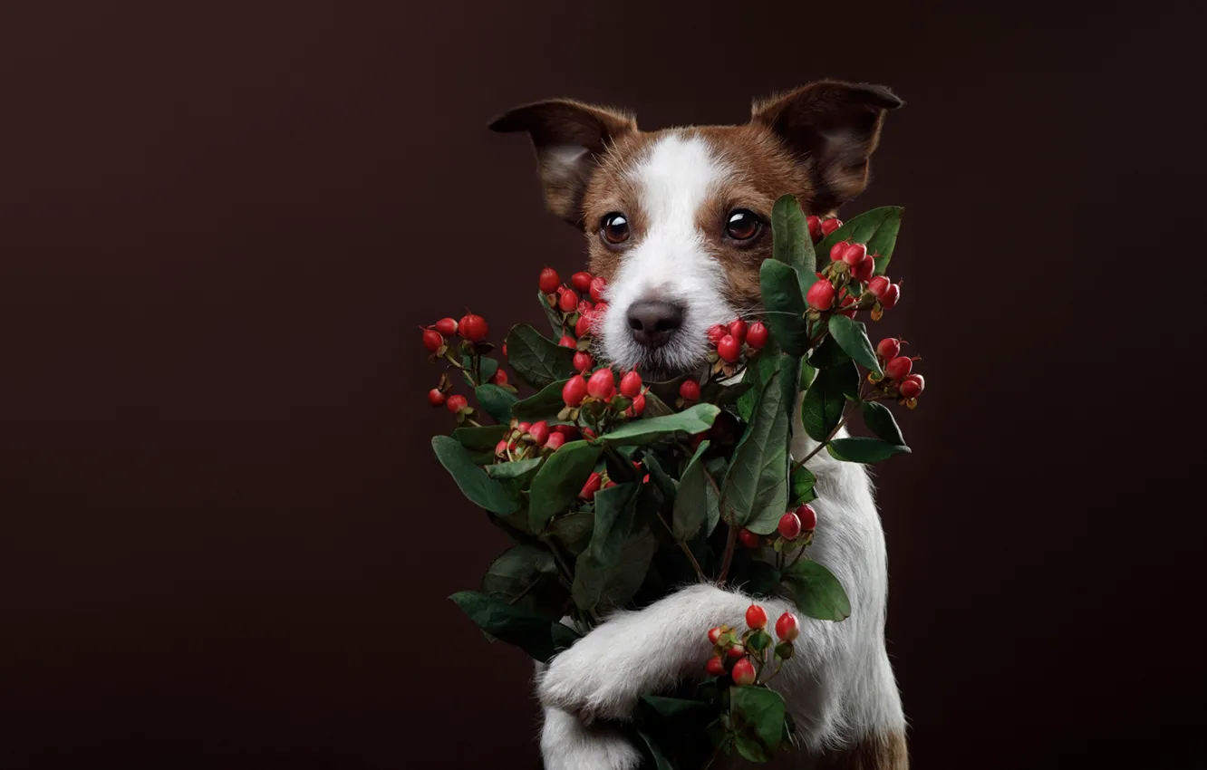 Photo wallpaper background, dog, bouquet, congratulations