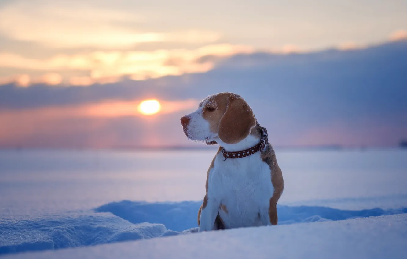Photo wallpaper winter, snow, nature, Dog, puppy