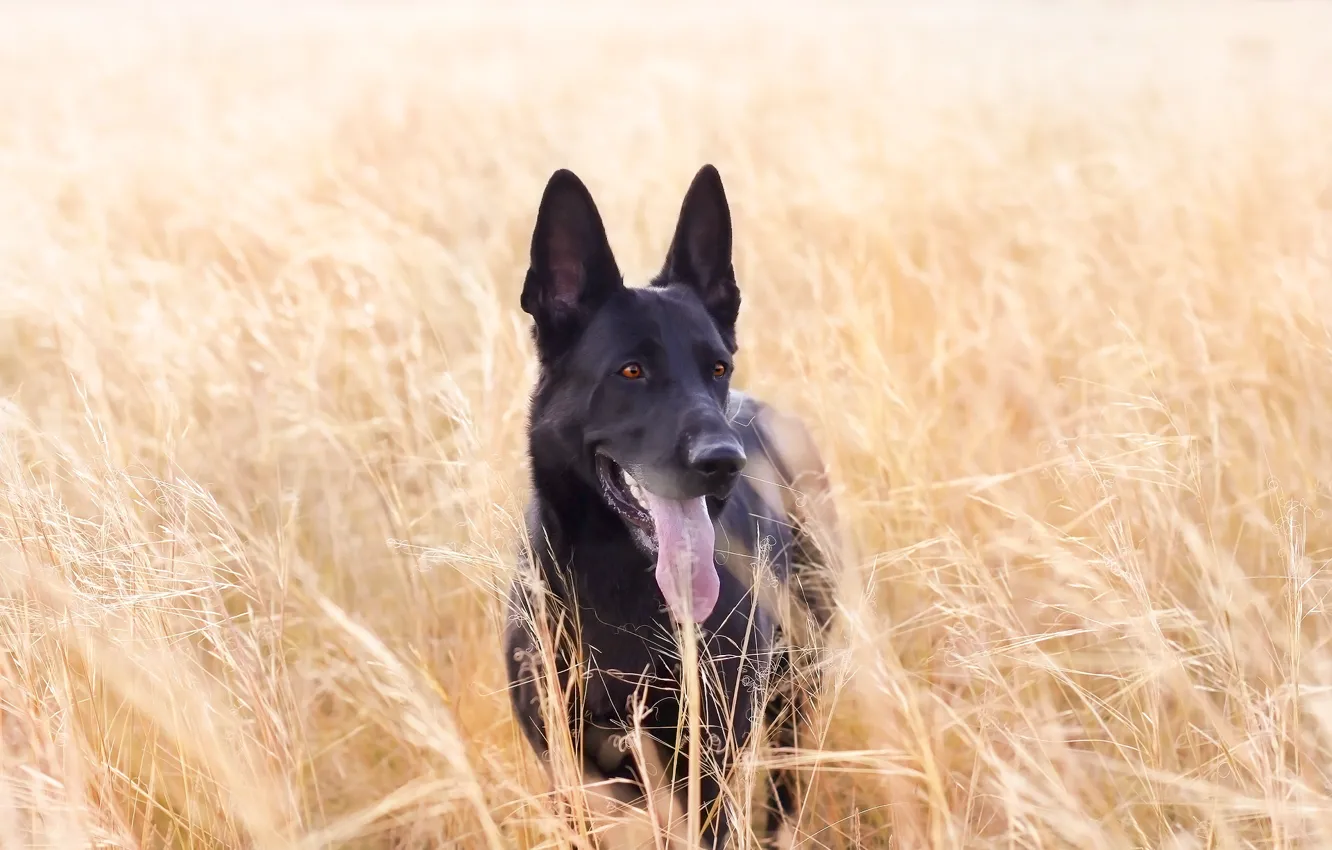 Photo wallpaper language, the steppe, each, dog, weed