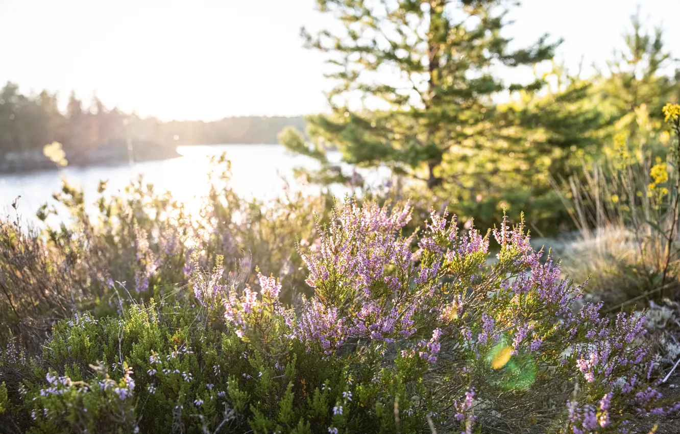 Photo wallpaper forest, summer, Sunny, Heather, Ladoga, the setting sun