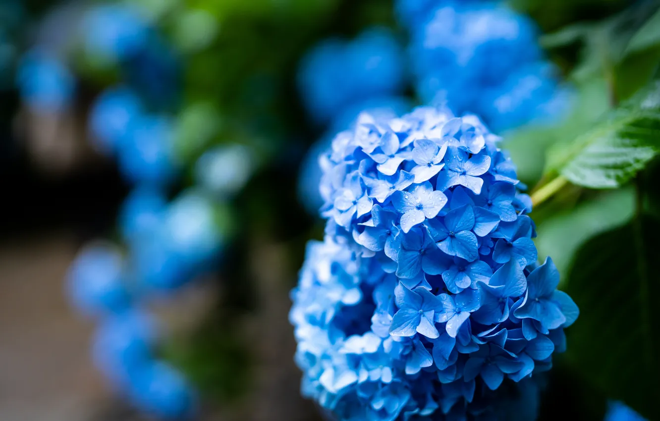 Photo wallpaper flowers, Bush, garden, blue, blue, inflorescence, blurred background, hydrangea