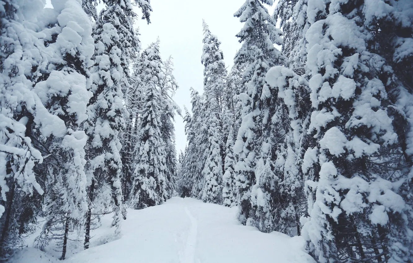 Photo wallpaper winter, snow, trees
