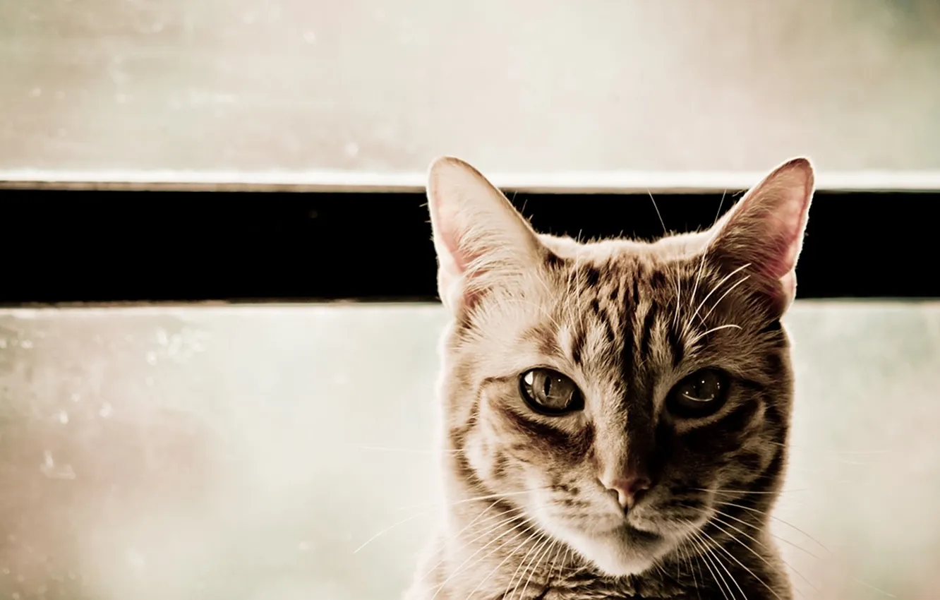Photo wallpaper cat, cat, cat