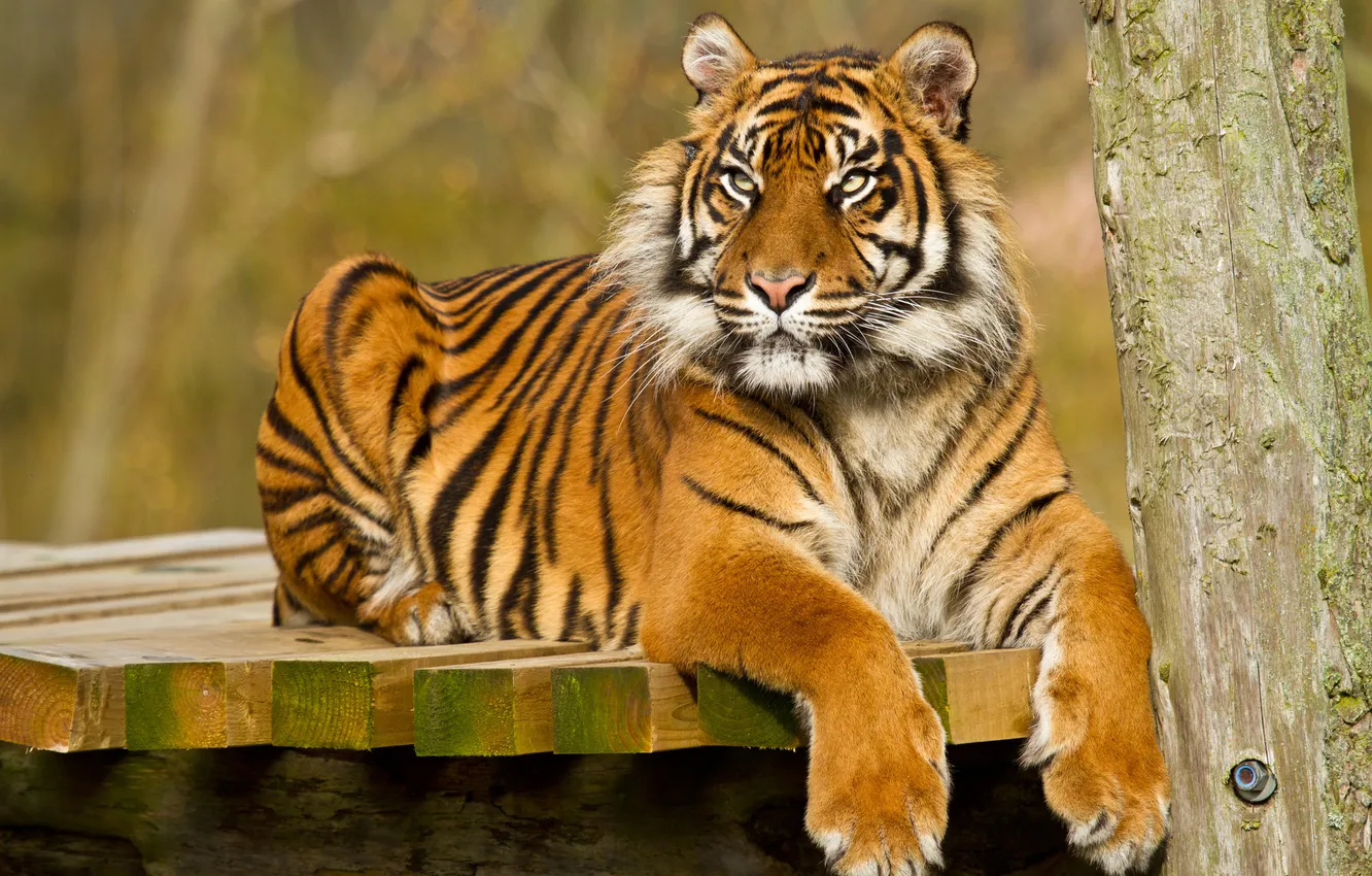 Photo wallpaper cat, look, tiger