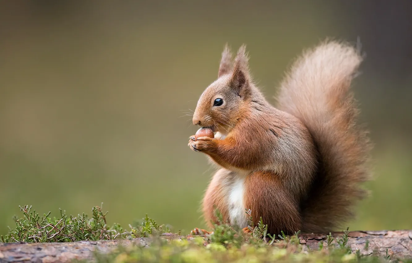 Photo wallpaper protein, nuts, pussy, rodent