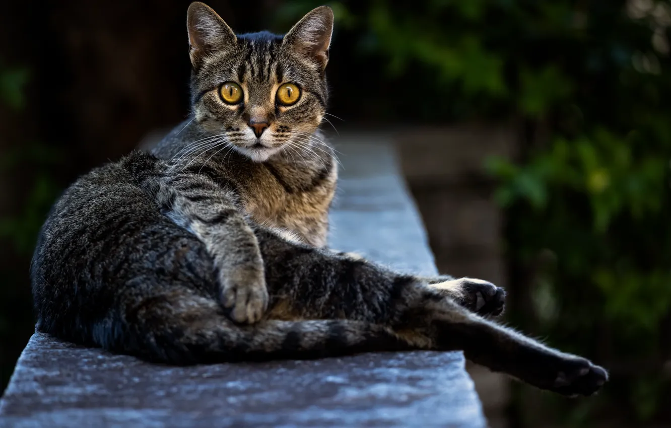 Photo wallpaper cat, cat, look, pose, lies