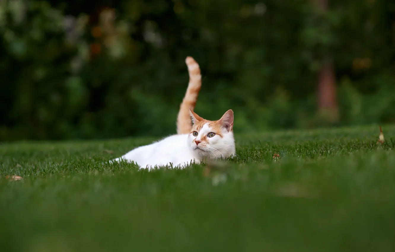 Photo wallpaper cat, grass, stay, tail, lawn, cat