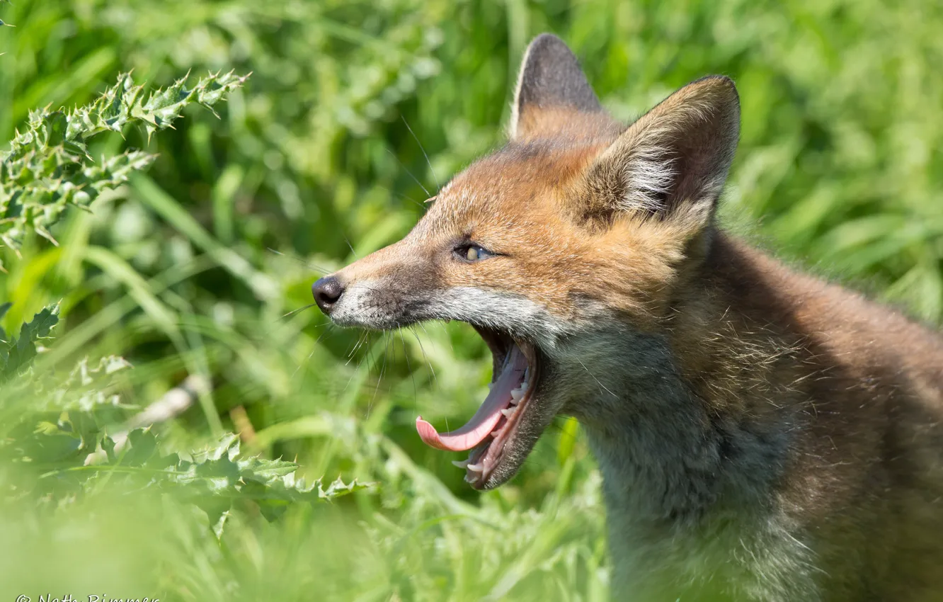 Photo wallpaper language, nature, mouth, Fox, Fox, SIVET, Sivok