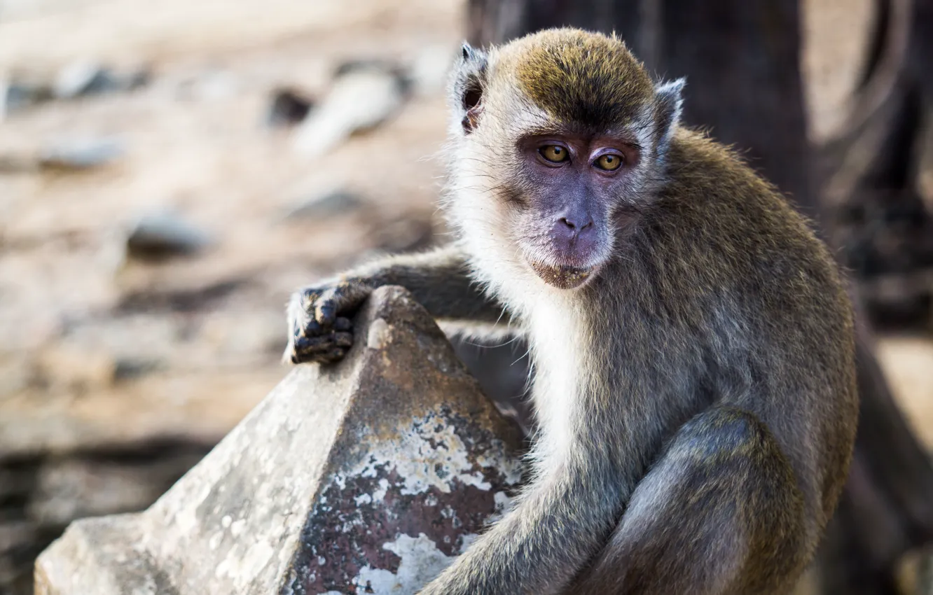 Photo wallpaper monkey, animal, Malaysia, mammal, kuantan