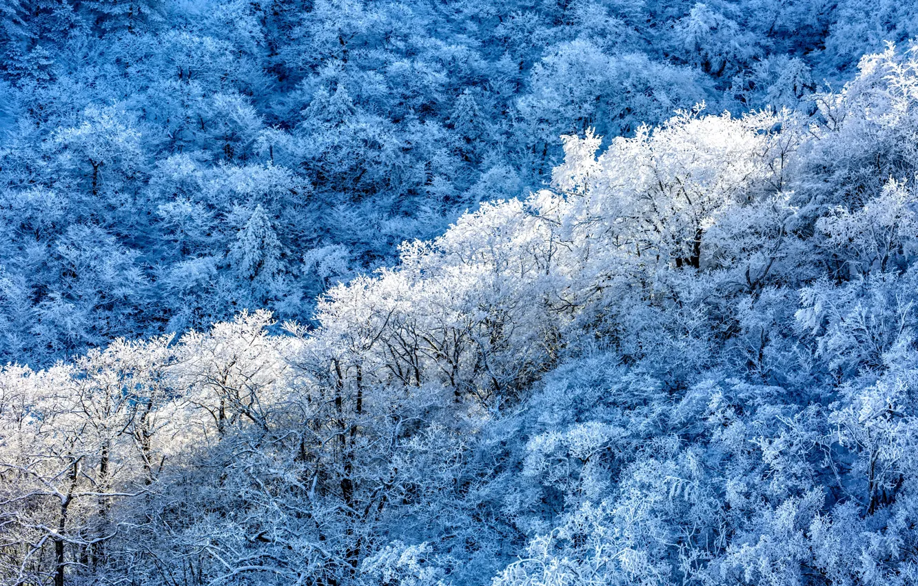 Photo wallpaper winter, forest, snow, trees, nature, frost, the view from the top