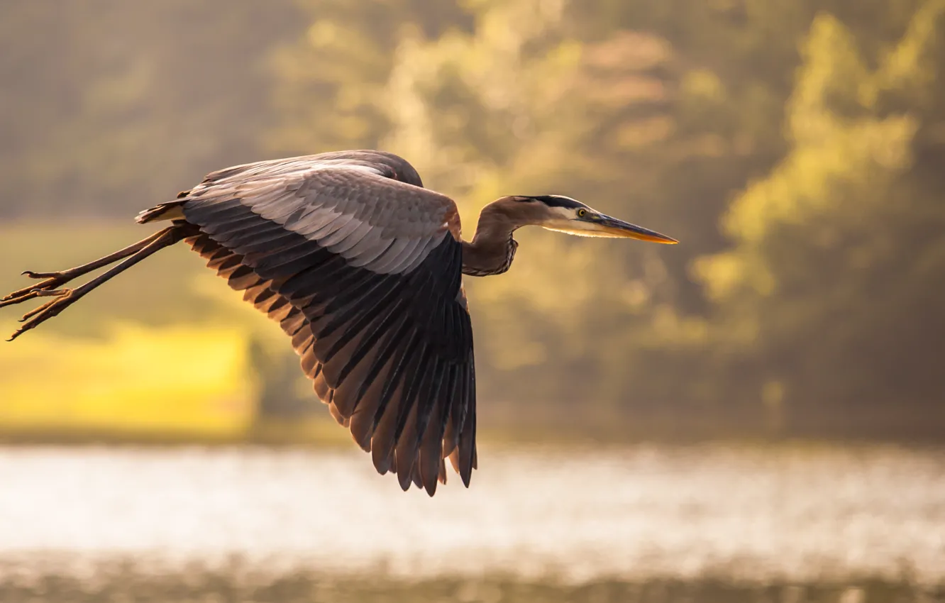 Photo wallpaper water, flight, pond, bird, Heron, cranes