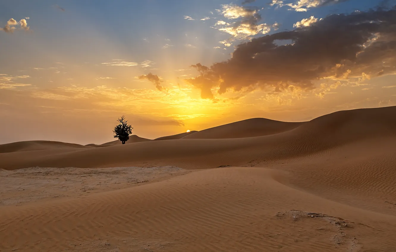 Photo wallpaper sand, the sun, clouds, tree, hills, desert, dunes