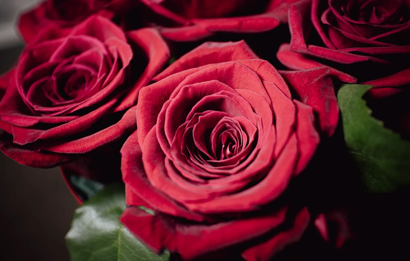 Photo wallpaper macro, flowers, red, roses, bouquet