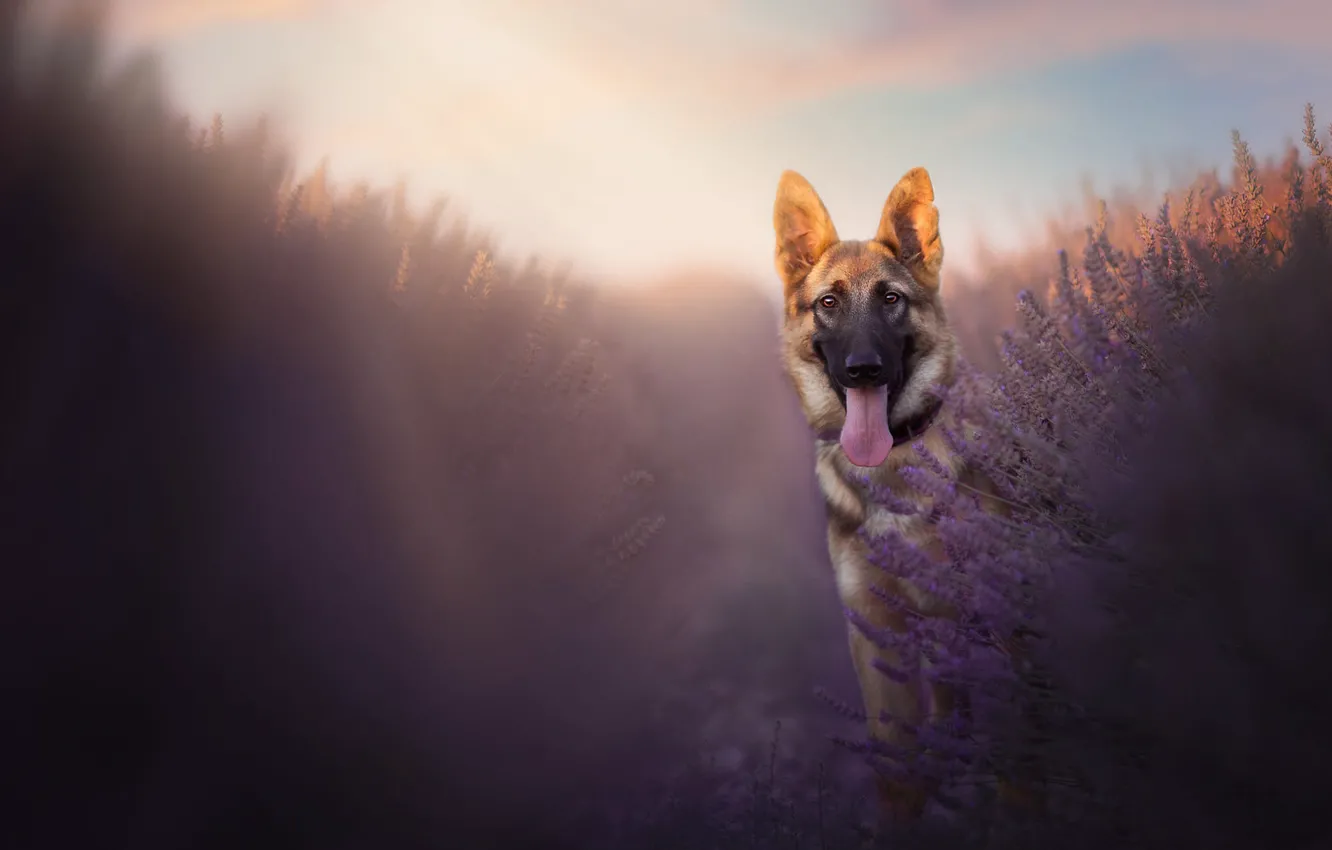 Photo wallpaper language, summer, look, rays, light, flowers, nature, pose