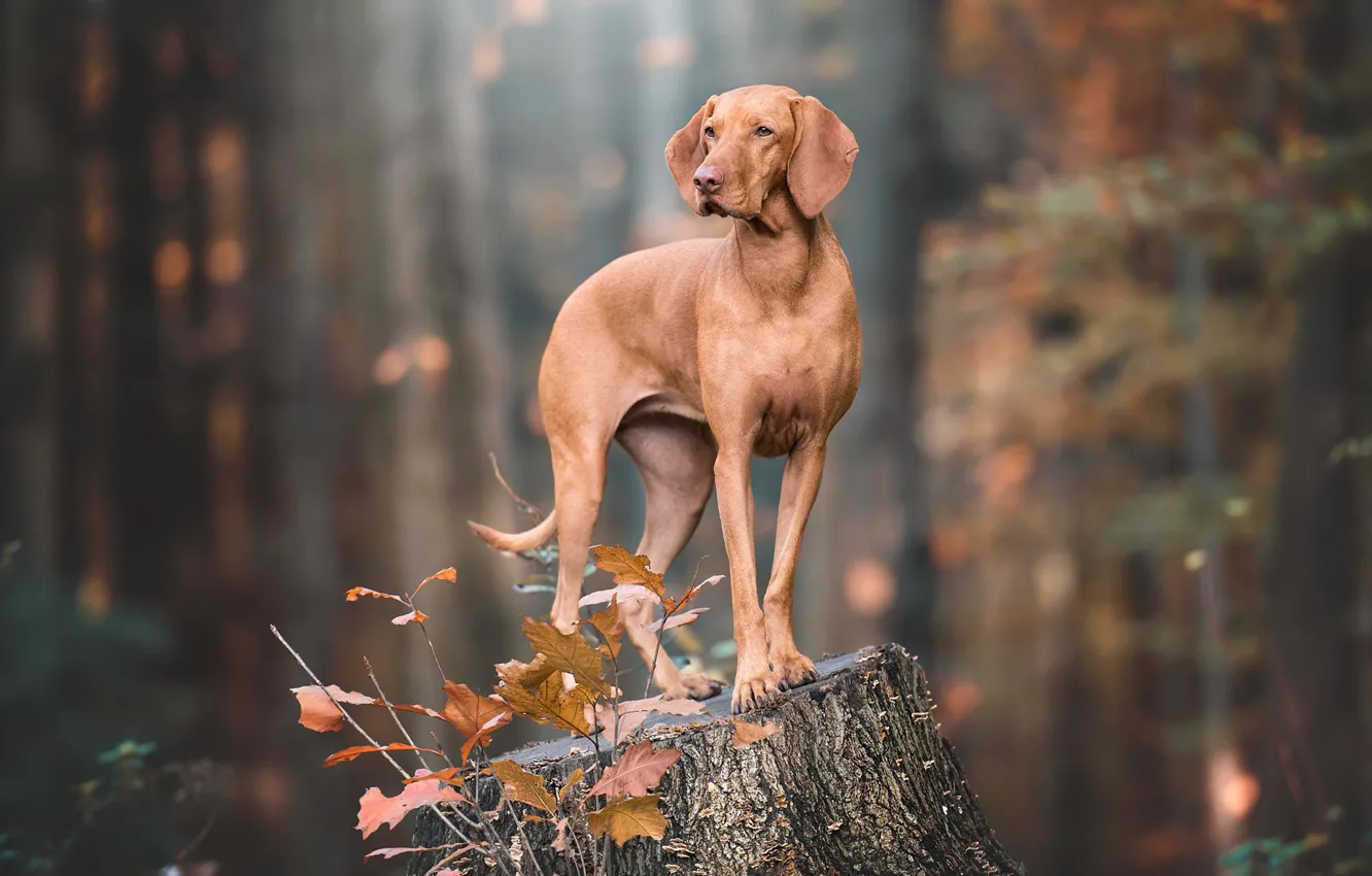 Photo wallpaper autumn, look, pose, stump, dog, brown, the Weimaraner