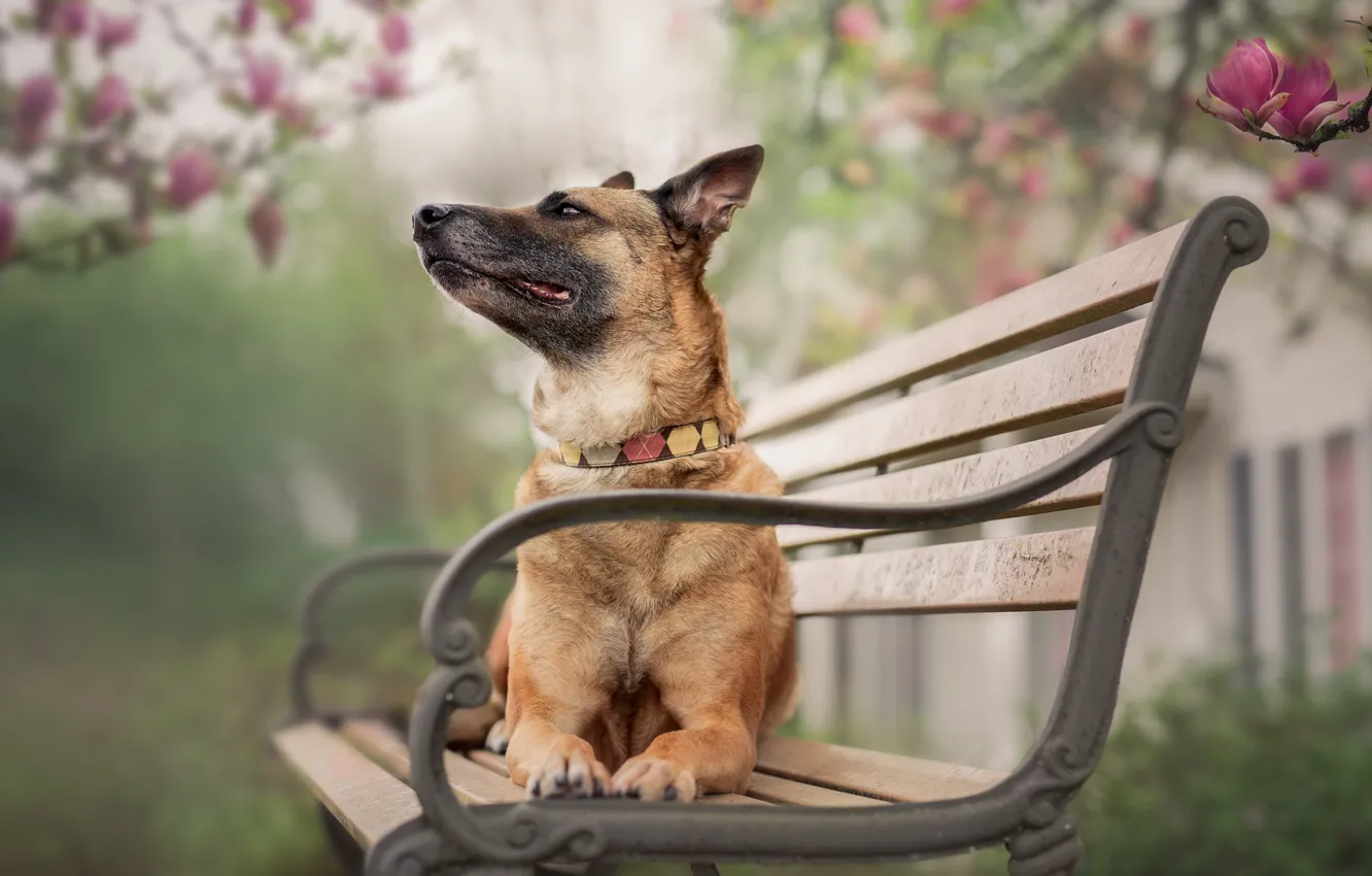 Photo wallpaper nature, dog, bench