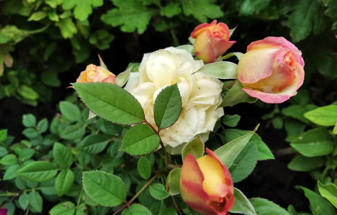 Photo wallpaper flowers, paint, roses, bouquet