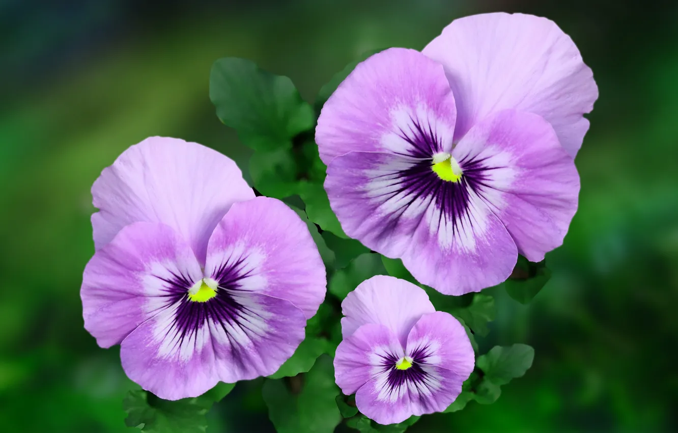 Photo wallpaper leaves, flowers, pink, flowers, Pansy, trio, green background, lilac