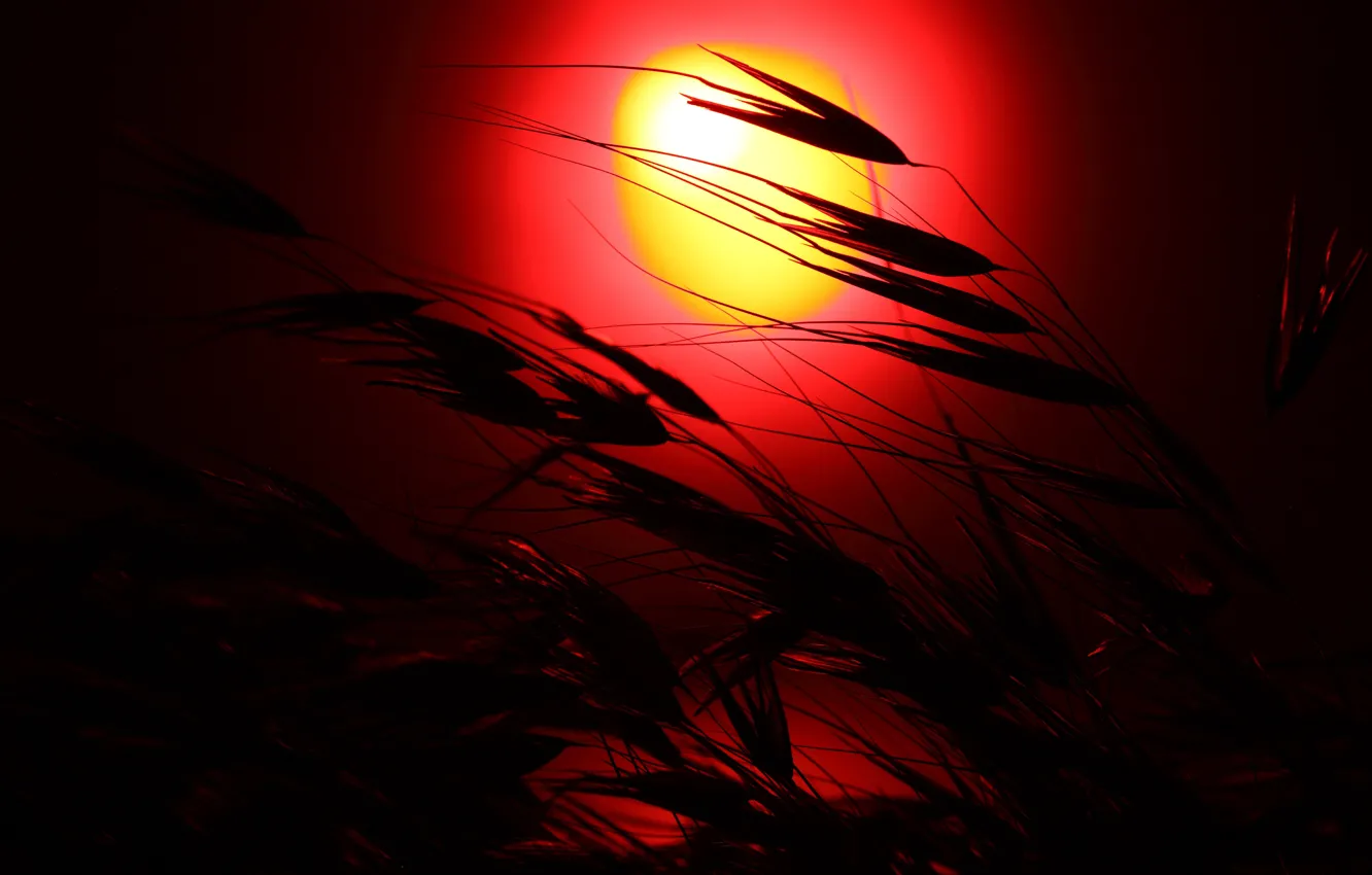 Photo wallpaper sunset, photo, ears