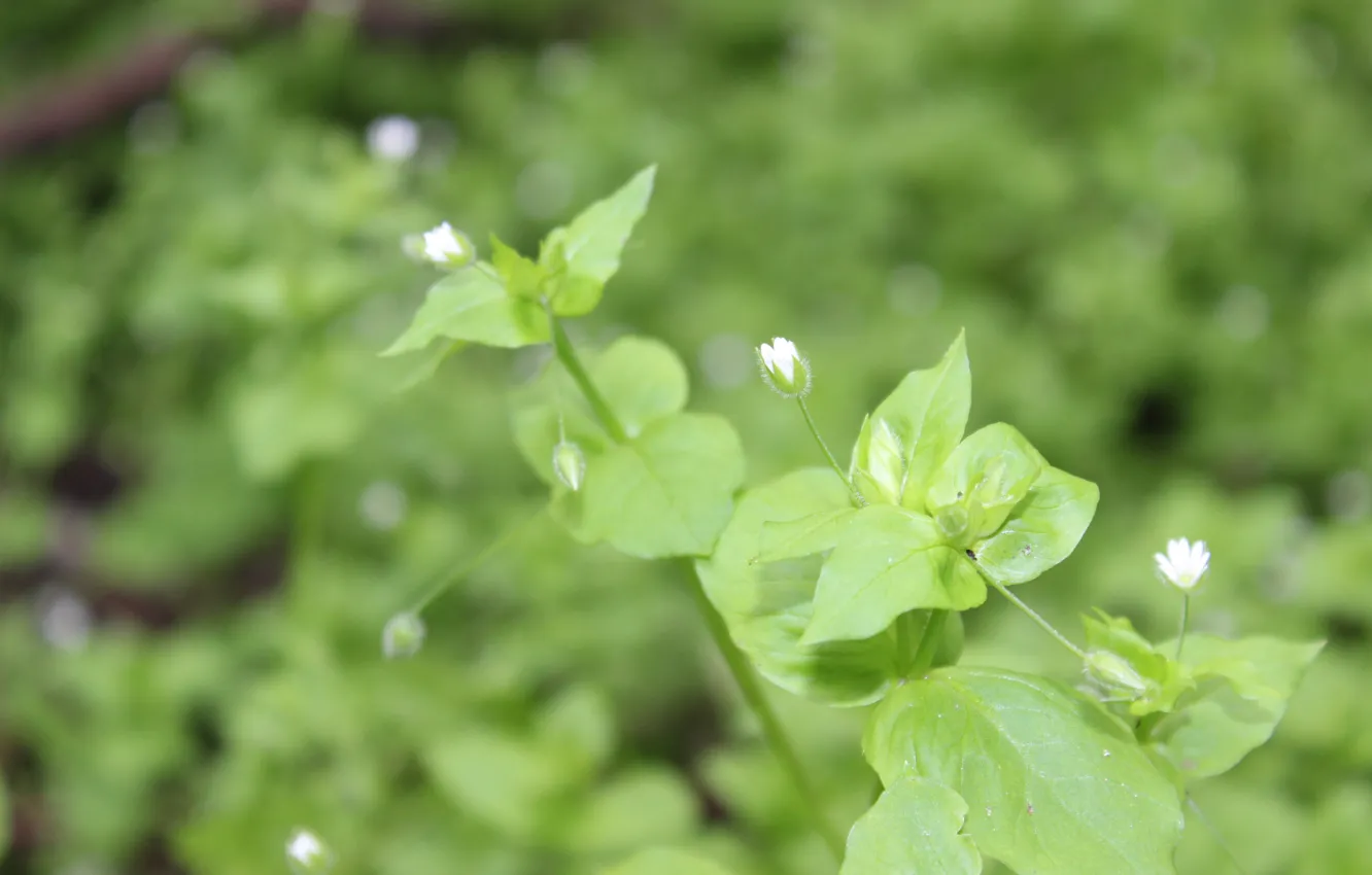 Photo wallpaper forest, green, glade