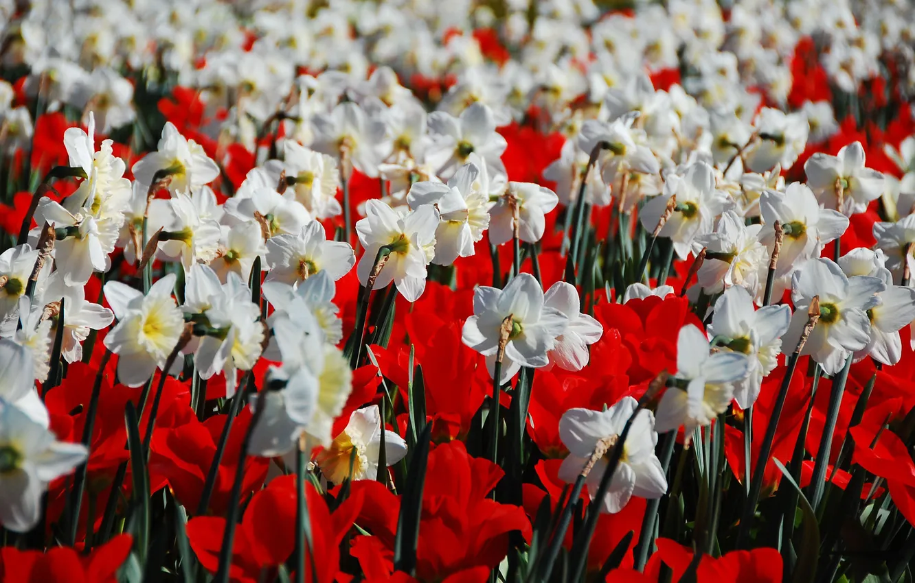 Photo wallpaper field, white, flowers, red, nature, tulips, daffodils