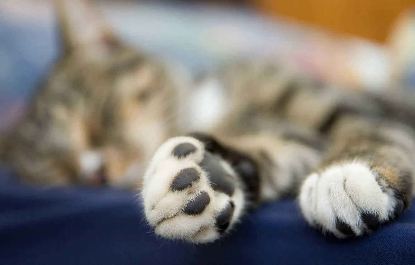 Photo wallpaper cat, macro, paws