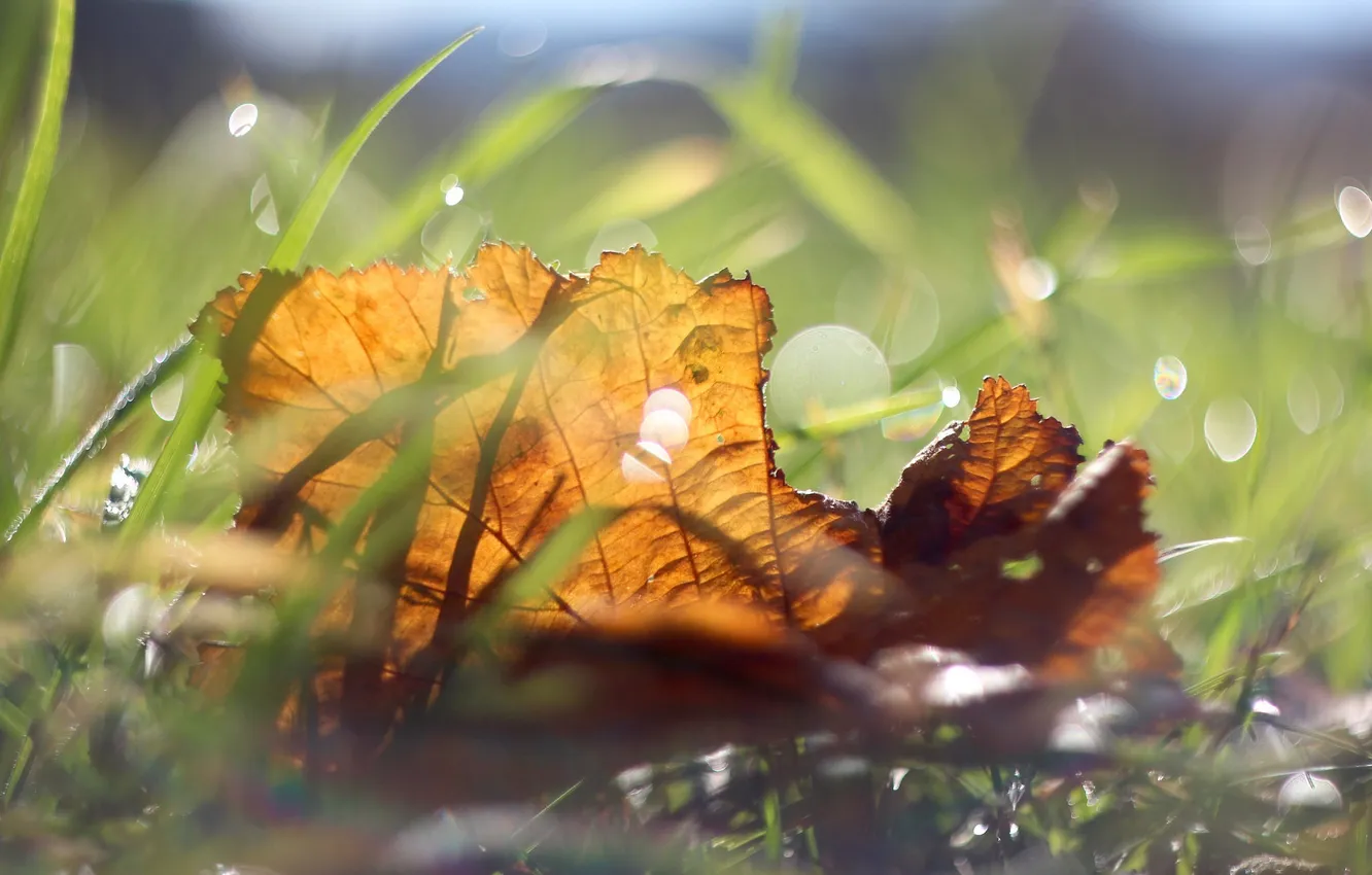 Photo wallpaper autumn, leaves, nature