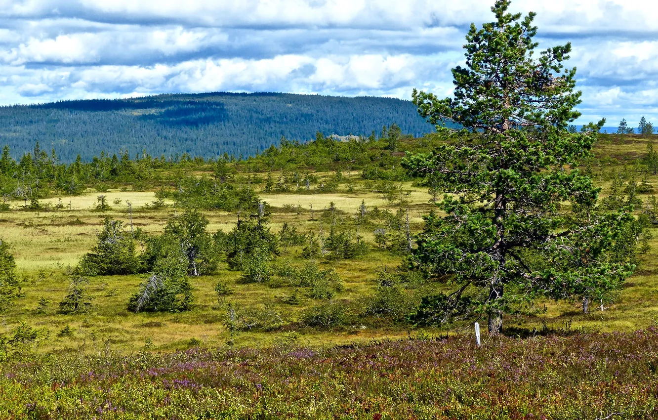 Photo wallpaper forest, clouds, trees, glade, Norway, Hamar