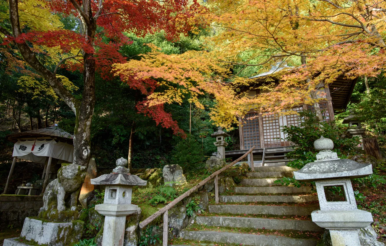Photo wallpaper Nature, Autumn, Trees, Japan, Ladder, Temple, Gohodo