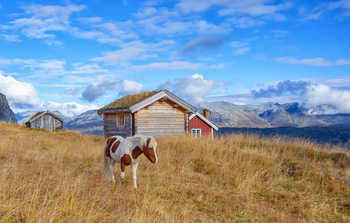 Photo wallpaper field, horse, horse, farm