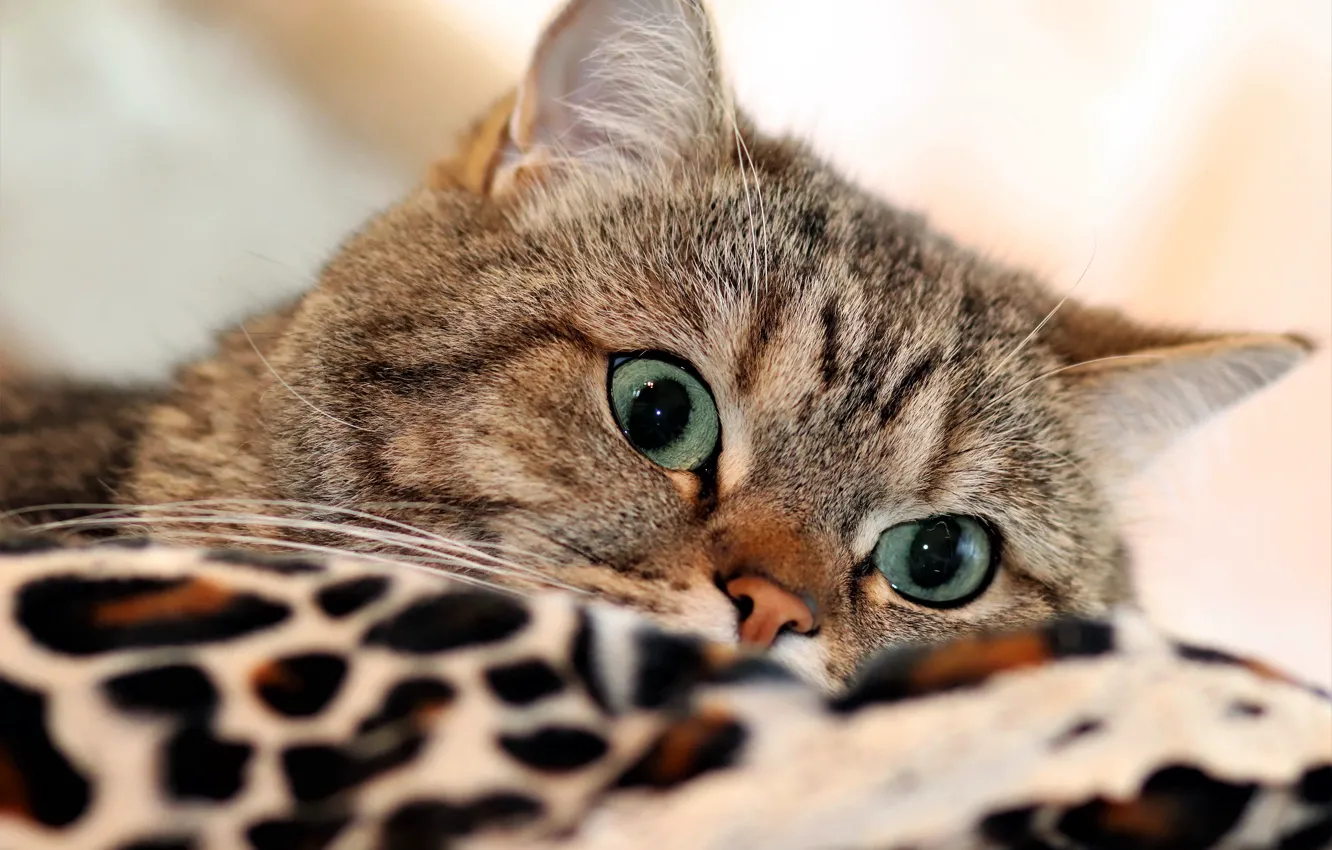 Photo wallpaper cat, cat, look, face, pose, grey, background, portrait